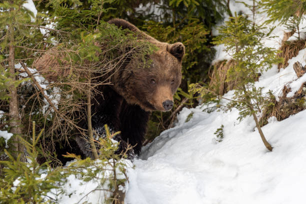 istock Wild brown bear in winter forest 1199172301