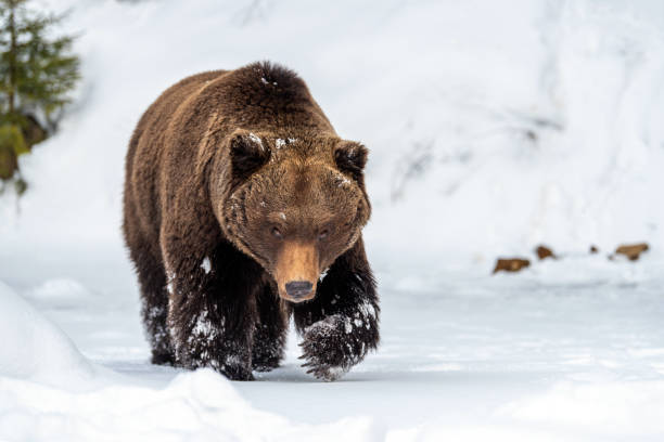 istock Wild brown bear in winter forest 1199172312