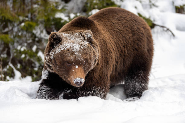 istock Wild brown bear in winter forest 1199172329