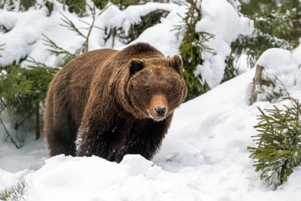 istock Wild brown bear in winter forest 1199172343