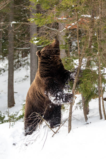 istock Wild brown bear in winter forest 1199172344