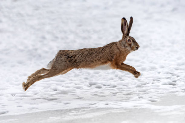 istock Hare running in the winter field 1199172349