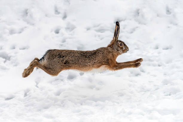 istock Hare running in the winter field 1199172362
