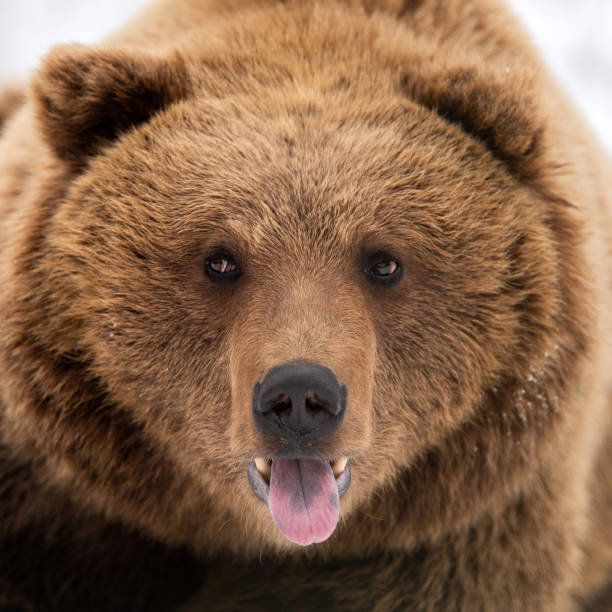 istock Wild brown bear portrait in winter forest 1199172364