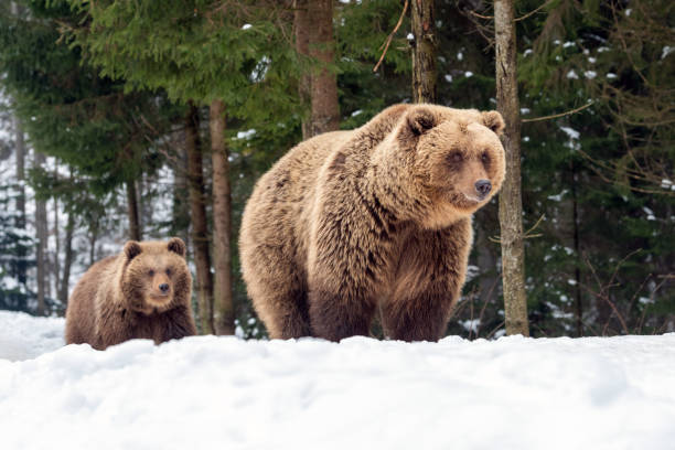 istock Family bear in the winter forest 1199172375