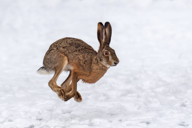 istock Hare running in the winter field 1199172380
