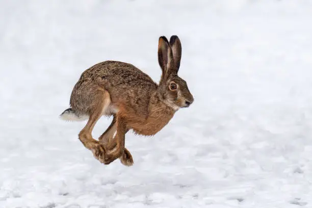 Photo of Hare running in the winter field