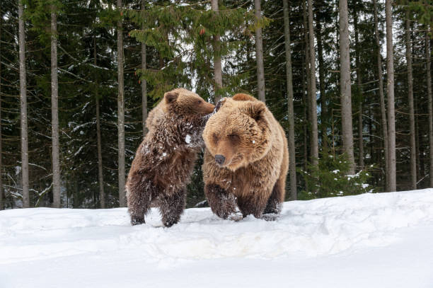 istock Family bear in the winter forest 1199172396