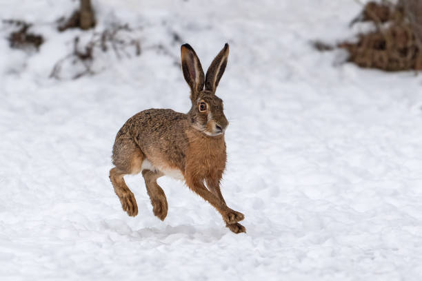 istock Hare running in the winter field 1199172397