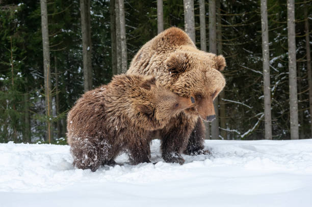istock Family bear in the winter forest 1199172401