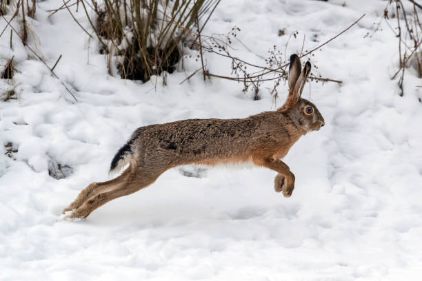 istock Hare running in the winter field 1199172403
