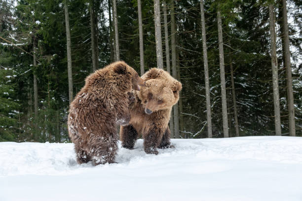 istock Family bear in the winter forest 1199172407