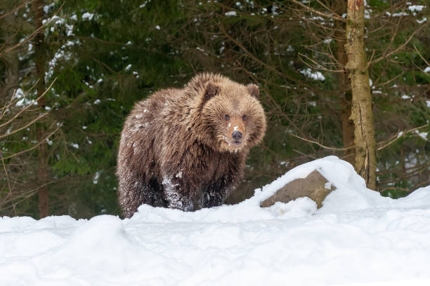 istock Family bear in the winter forest 1199172410