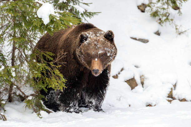 istock Wild brown bear in winter forest 1199172636