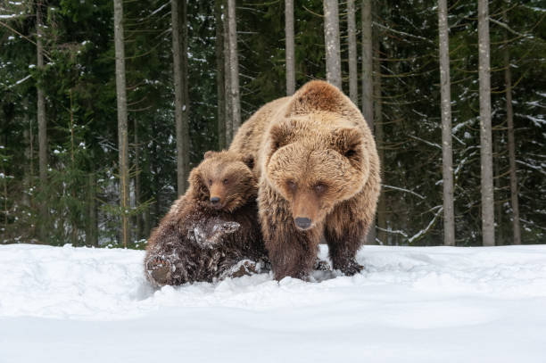 istock Family bear in the winter forest 1199172699