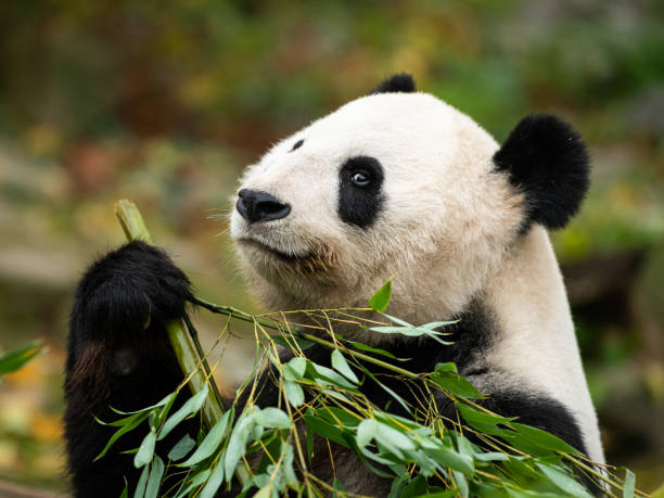 ein junger riesen-panda (ailuropoda melanoleuca) sitzt und isst - pflanzenfressend stock-fotos und bilder