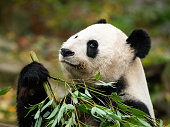 A young giant panda (Ailuropoda melanoleuca) sitting and eating