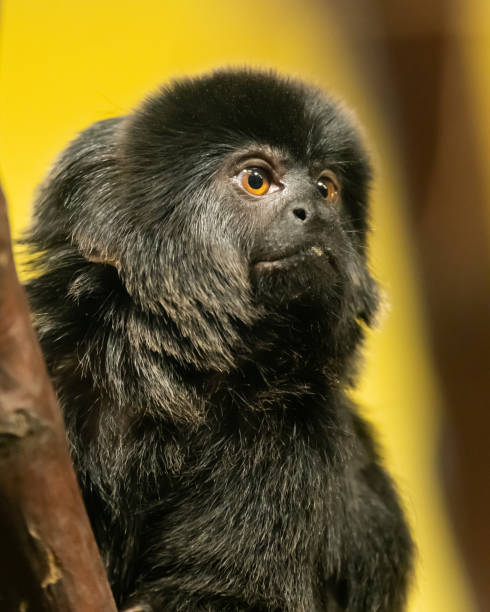 istock Portrait of a Goeldis marmoset 1199173829