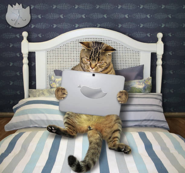 Cat with laptop lies on bed The beige cat with a laptop is lying on the bed in his bedroom. pics for cat staring at wall stock pictures, royalty-free photos & images