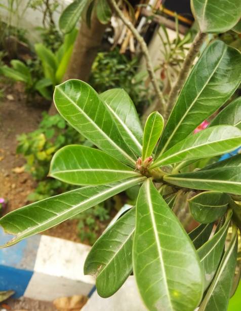 frangipani flower. stock photo