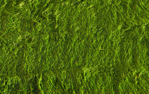 istock Green seaweed background 1199174083