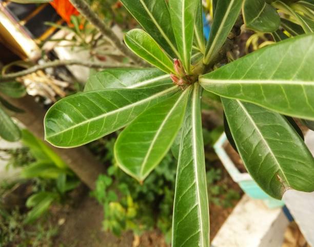 istock Frangipani flower 1199174153