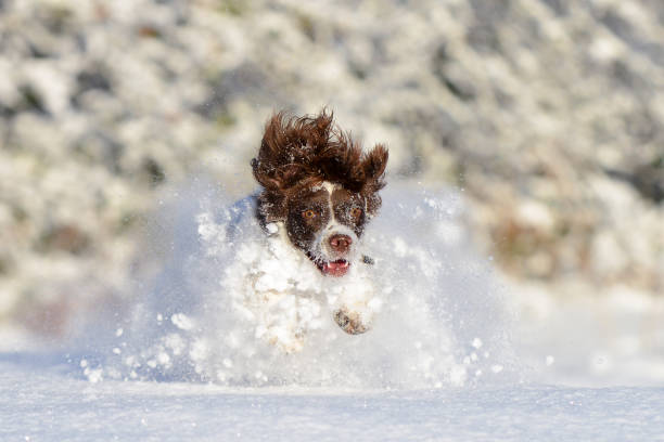 Young liver and white brown spaniel excited and loving playing in the first snow of the winter