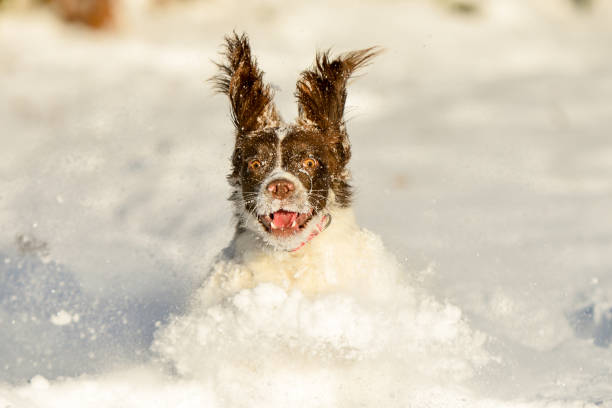 crabot d'animal familier d'épagneul de springer ayant l'amusement dans la neige d'hiver - animal dog winter snow photos et images de collection