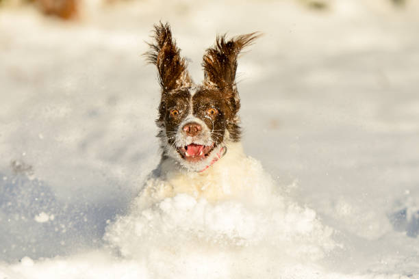 冬の雪の中で楽しむスプリンガースパニエルペット犬 - animal dog winter snow ストックフォトと画像