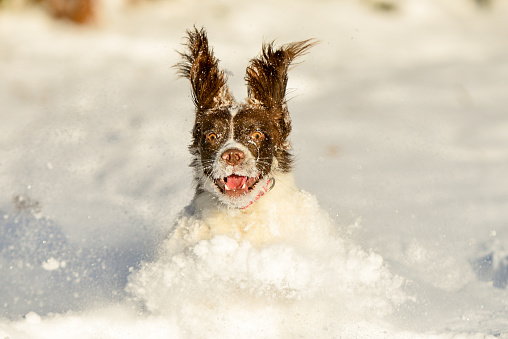 Young liver and white brown spaniel excited and loving playing in the first snow of the winter
