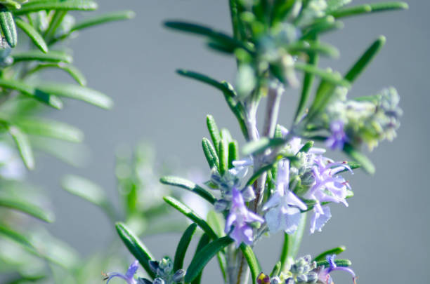 istock Beautiful rosemary in Japan is growing 1199175157