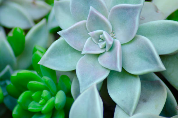 Beautiful Echeveria in Japan is growing