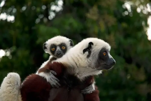 Female Verreaux's Sifaka with baby