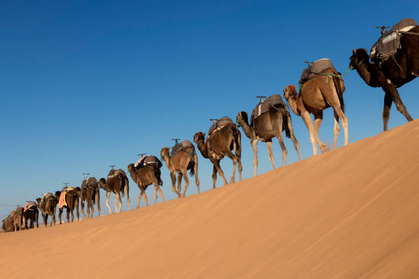 A long, endless caravan of camels (dromedary) against blue sky, at Erg Chebbi in Merzouga, Morocco. stock photo