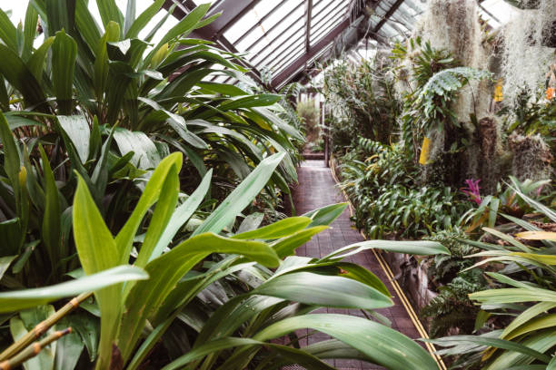 greenhouse flowers