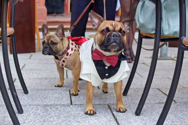 French Bulldog dog wearing elegant white tuxedo with red bow tie standing between chairs at wedding celebration Dog in tuxedo at wedding dog tuxedo stock pictures, royalty-free photos & images