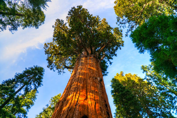 parque nacional sequoia al atardecer, california, ee. uu. - secoya fotografías e imágenes de stock