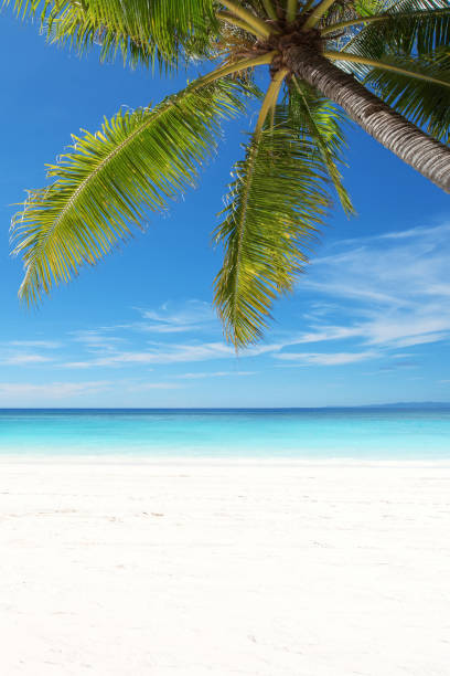 istock Tropical beach with coconut palm tree and turquoise sea 1199178330