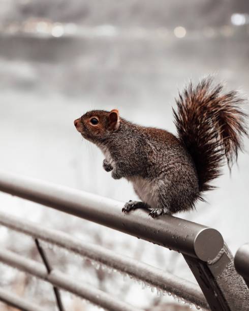 Squrriel in winter Squirrel at Niagara Falls New York woodward stock pictures, royalty-free photos & images