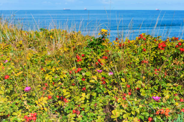 rose hips on the beach, the bushes round the hips, thickets of medicinal rose hips stock photo