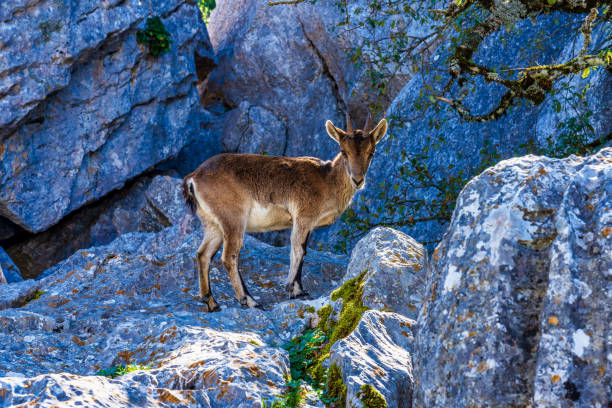 istock Spanish Ibex, Capra pyrenaica in Torcal de Antequera National Park, Spain 1199179821