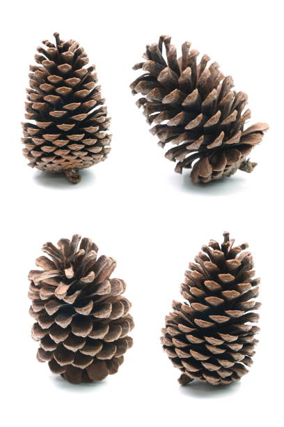 istock Big set of pine cones various coniferous trees isolated on white background 1199179875