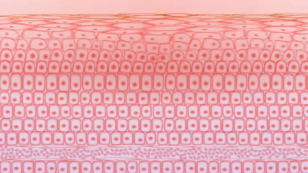 Vector illustration of Skin tissue cells, layers of skin, blood in vein