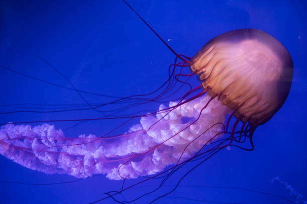 istock Jelly fish swimming in an aquarium 1199181102