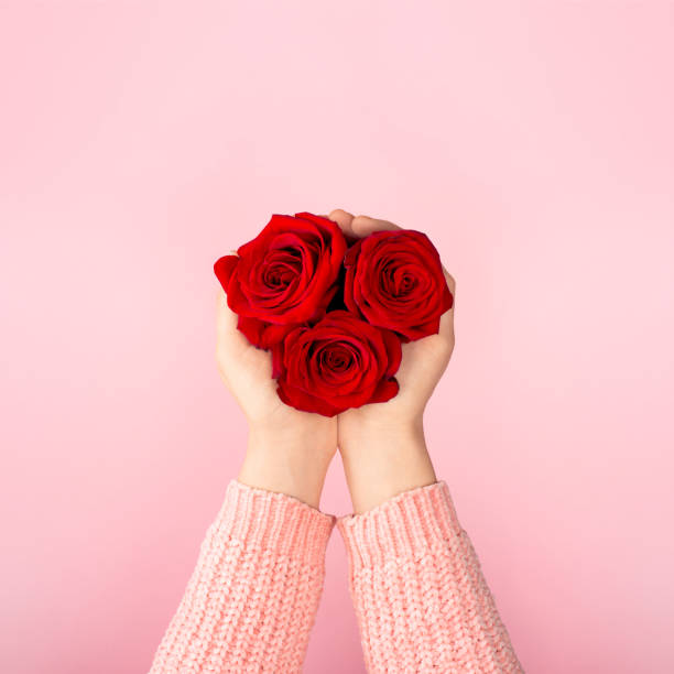 Professional manicured hands are holding a red rose - African model