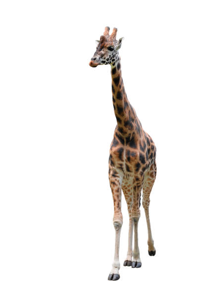 istock Young funny giraffe standing full length isolated on white background. 1199181492