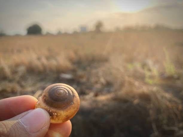 istock The Cover of snail 1199181729