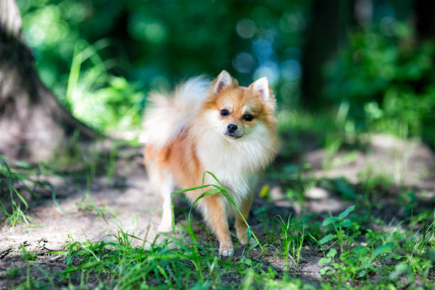 istock Cute Pomeranian dog 1199182457