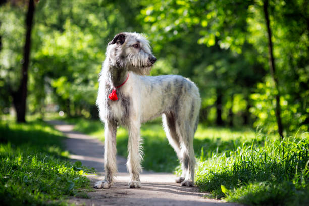 Irish Wolfhound portrait stock photo