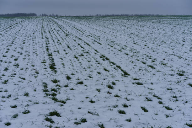 istock Russian winter landscape 1199182613
